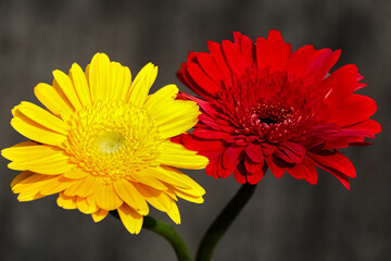 Yellow and red gerbera flowers isolated on black background. close up. macro
