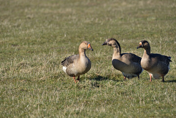 wild goose on green meadow