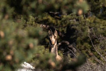 Portrait of a chamois behind some branches staring
