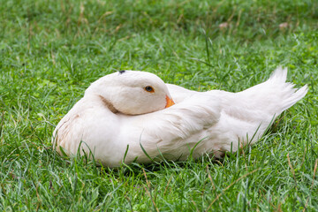 White domestic duck sits in the green grass, turning his head back