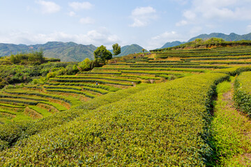 China's green tea garden. Spring tea plantation.