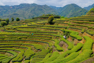 tea plantation in island