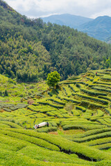 tea plantation in island