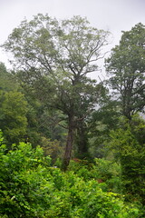Landschaft in den Blue Ridge Mountains, North Carolina