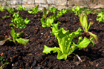 Lettuce seedlings growing in vegetable garden