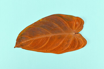 Withered yellow leaf of neglected dying 'Philodendron Melanochrysum' houseplant