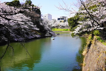 Naklejka premium river in the Cherry Blossoms Chidorigafuchi in the tokyo Yoshino cherry tree of Chidorigafuchi 千鳥ヶ淵のしだれ桜 