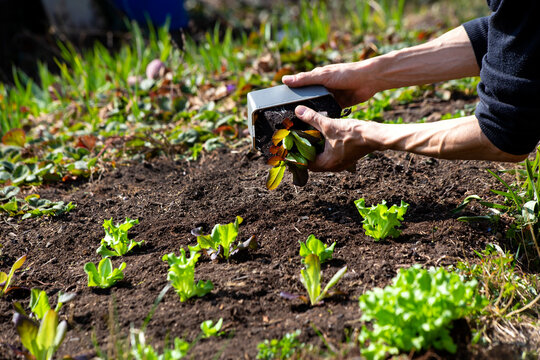 Hands of man planting lettuce seedlings in vegetable garden