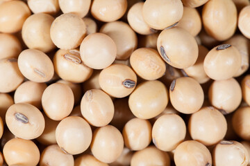 Top view of soybean texture nature background. nature food