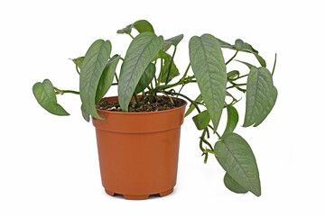Potted tropical 'Epipremnum Pinnatum Cebu Blue' houseplant with silver-blue leaves on white background