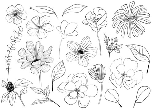 Set of botanical clipart elements. Collection of flowers, branches and leaves. Wildflowers. Line art illustration.