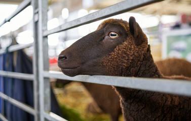 A close-up of a brown sheep waiting in a pen prior to being sold at an agricultural auction in the...