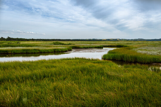 Green grass by lake against sky