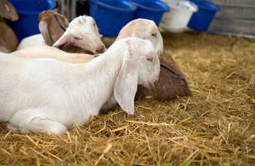 Fototapeta premium A group of young goats, kids, lying down on each other in the hay of their pen at an Agricultural event in the UK.