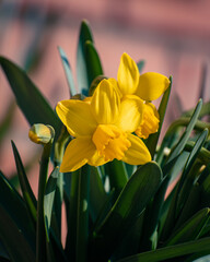 Obraz premium Narcissus flowers decorating a home