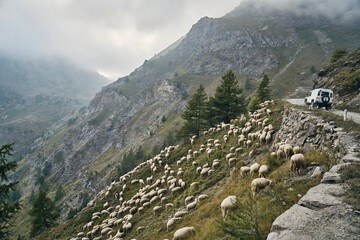 Offroad vehicle on road by flock of sheep in mountains