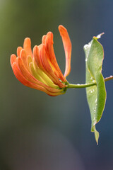 orange flower with leaves