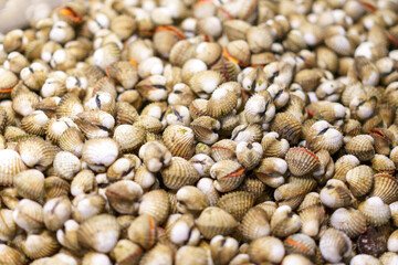 Lots of cockles shell with blurred background.