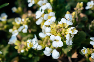 White arabis alpina caucasica flowers blooming in the garden