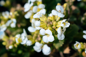 White arabis alpina caucasica flowers blooming in the garden