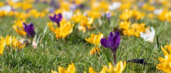 Panorama of beautiful yellow and purple crocuses on a sunny spring day