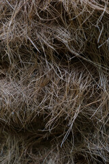 Close-up of the trunk of a coconut tree, background.
