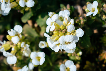 White arabis alpina caucasica flowers blooming in the garden
