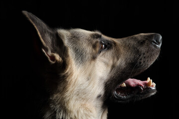 Portrait of an Eastern European Shepherd in close-up on a black background