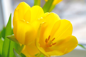 Fototapeta premium A yellow flowering bouquet of tulips in the garden in the spring.