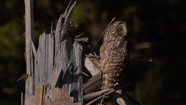 Owl in the spruce tree forest habitat, Sumava NP,  Czech Republic. Ural Owl, Strix uralensis, sitting on tree branch, in green leaves oak forest, Wildlife scene from nature. Habitat with wild bird. 