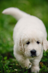 little golden retriever puppies on the green lawn