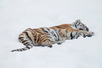 Fototapeta na wymiar Big siberian tiger is sleeping on a white snow. Amur tiger. Panthera tigris tigris. Animals in wildlife.
