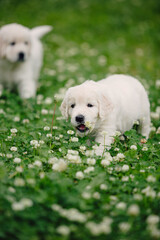 little golden retriever puppies on the green lawn