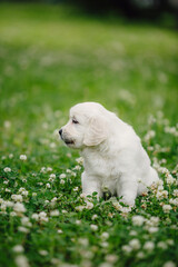little golden retriever puppies on the green lawn
