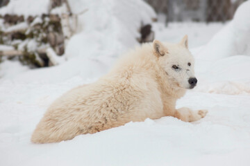 Fototapeta na wymiar Wild wolf is lying on white snow and looking at the camera. Canis lupus arctos. White polar wolf or alaskan tundra wolf. Animals in wildlife.