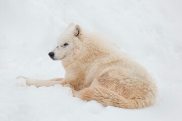 Wild polar wolf is lying on white snow and looking away. Canis lupus arctos. White wolf or alaskan tundra wolf. Animals in wildlife.
