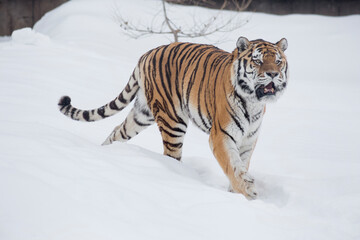 Fototapeta na wymiar Careful amur tiger is walking on a white snow and looking away. Siberian tiger. Panthera tigris tigris. Animals in wildlife.
