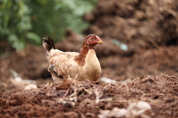 Chicken Perched on the Nest