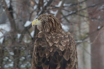 Beautiful white-tailed eagle in the winter forest. Close up. Gray sea eagle or eurasian sea eagle. Bird of prey. Animals in wildlife.