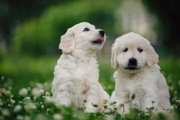 little golden retriever puppies on the green lawn