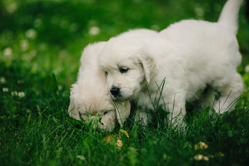 little golden retriever puppies on the green lawn