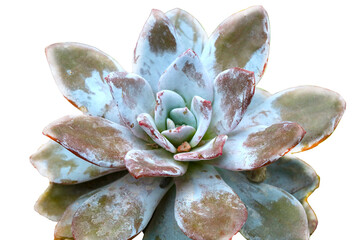 View of a beautiful succulent on a white background, isolate.