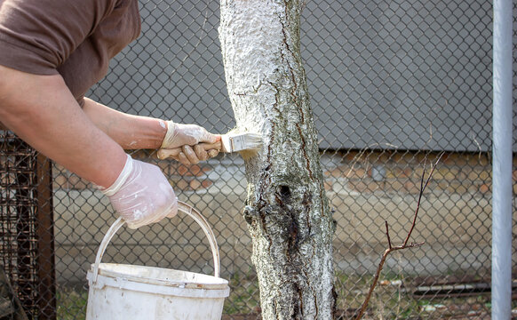 Girl whitewashing a tree trunk in a spring garden. Whitewash of spring trees, protection from insects and pests.