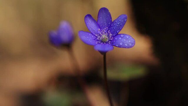 Hepatica transsilvanica wild flower blooms in early spring