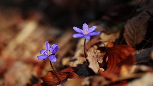 Hepatica transsilvanica wild flower blooms in early spring