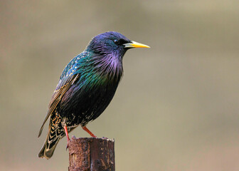  Star (Sturnus vulgaris)