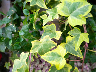 グリーンガーデン