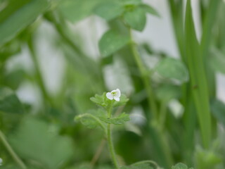 A small white flower on a background of green grass on a sunny spring day. Fragrant quatrefoil in the meadow.