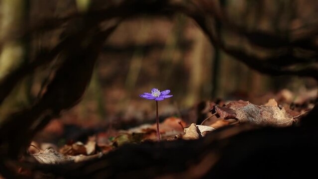 Beautiful wild flowers hepatica transsilvanica in early spring 