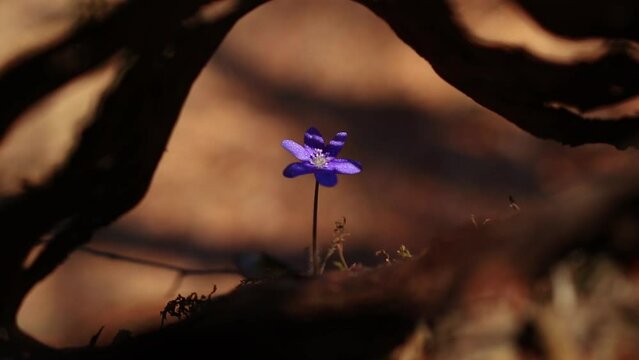 Beautiful wild flowers hepatica transsilvanica in early spring 
